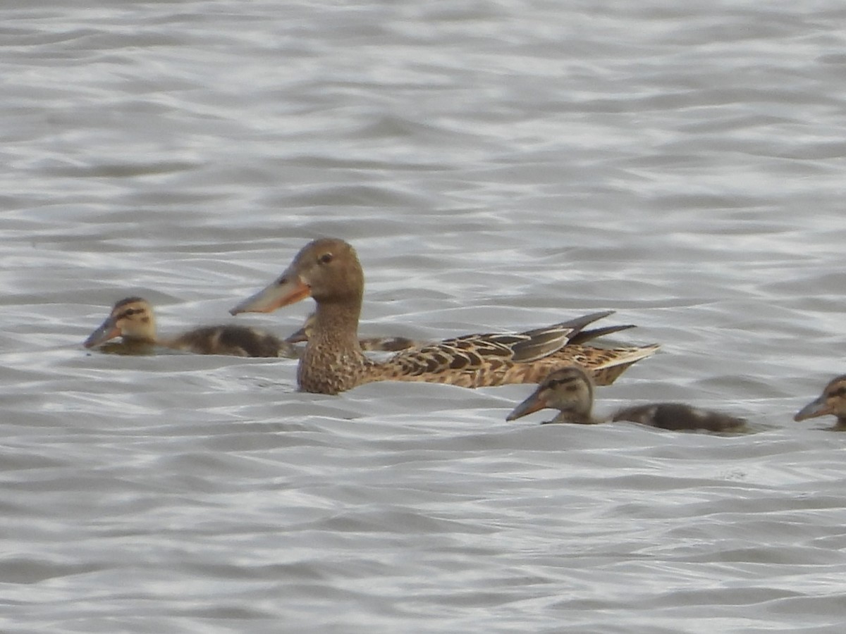 Northern Shoveler - ML618755227