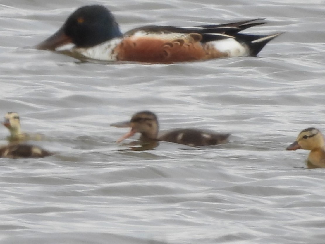 Northern Shoveler - ML618755228