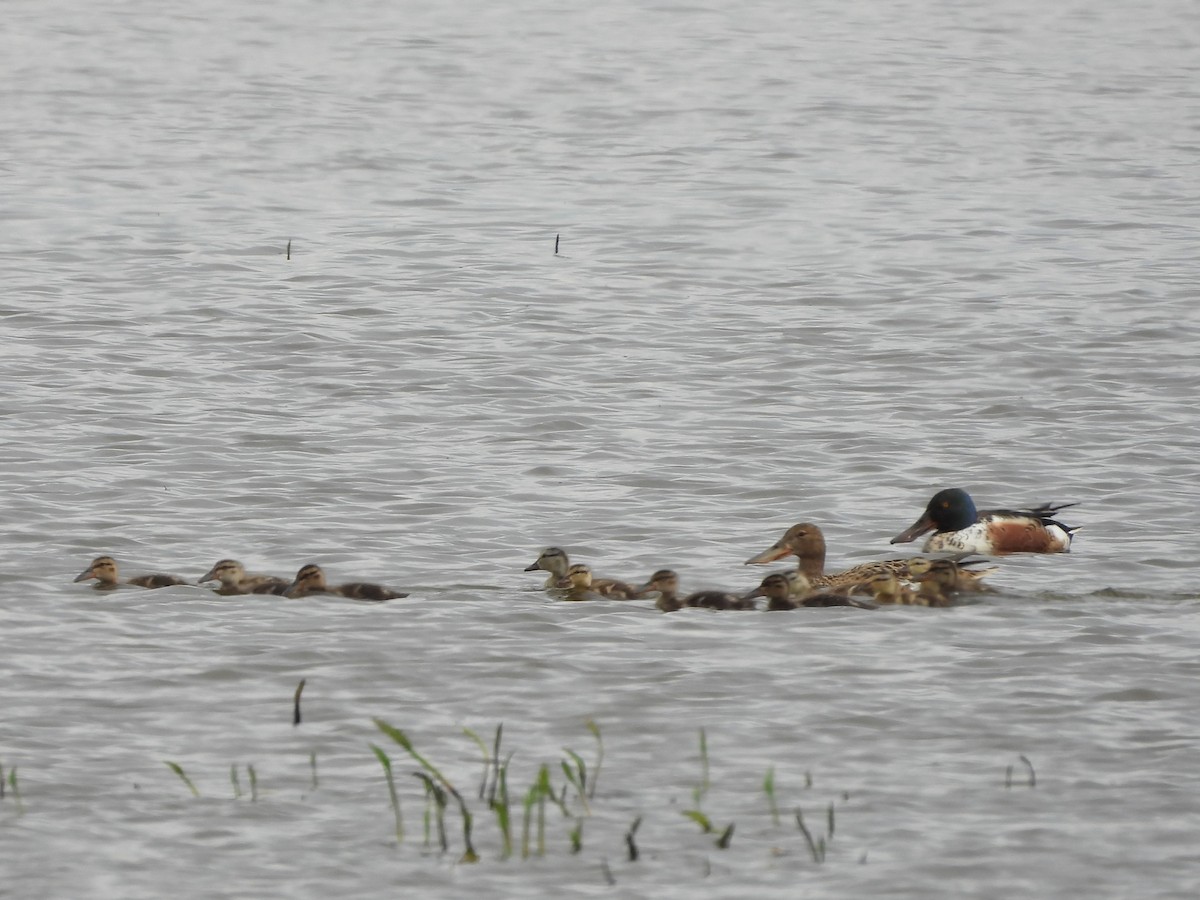 Northern Shoveler - ML618755229