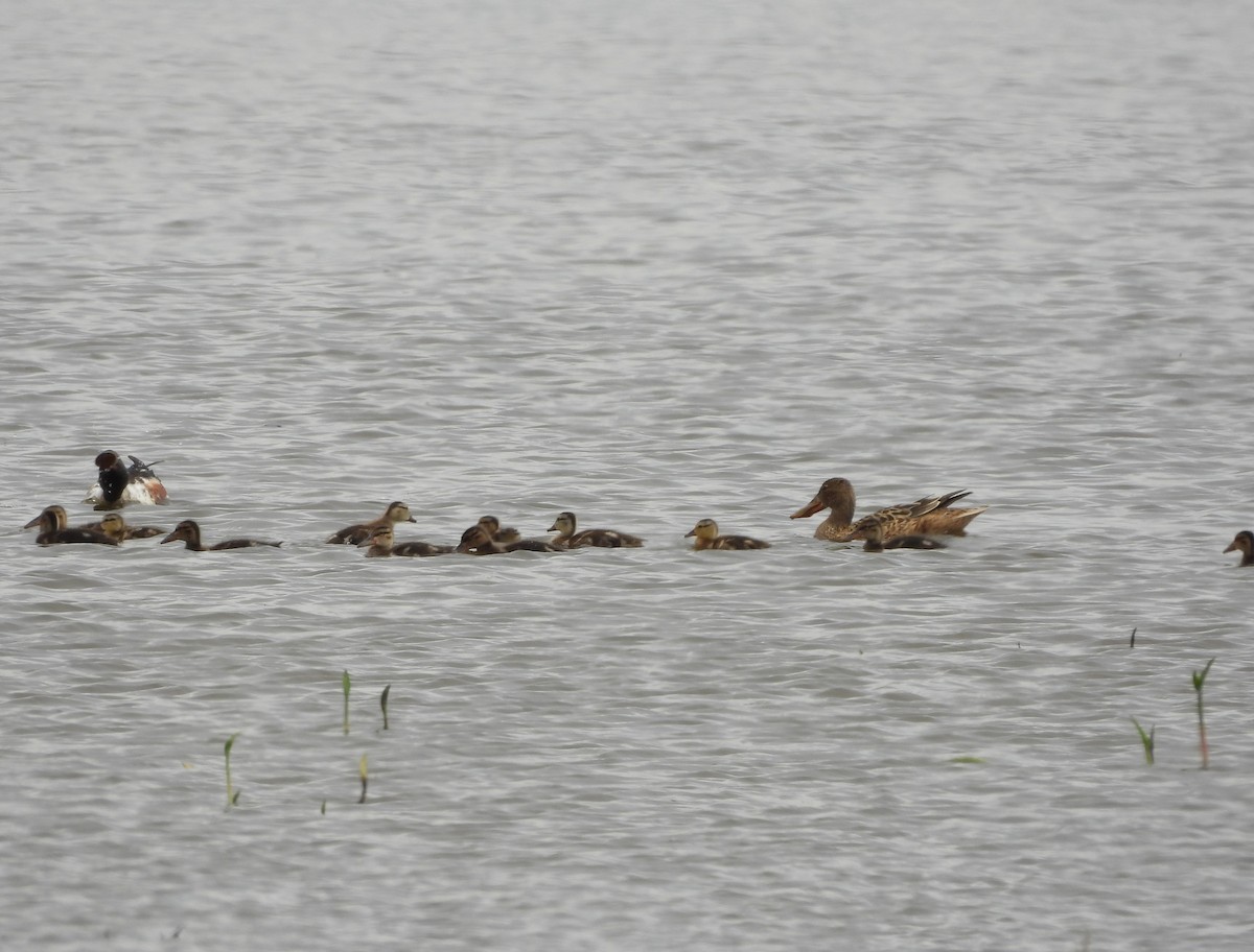 Northern Shoveler - ML618755230