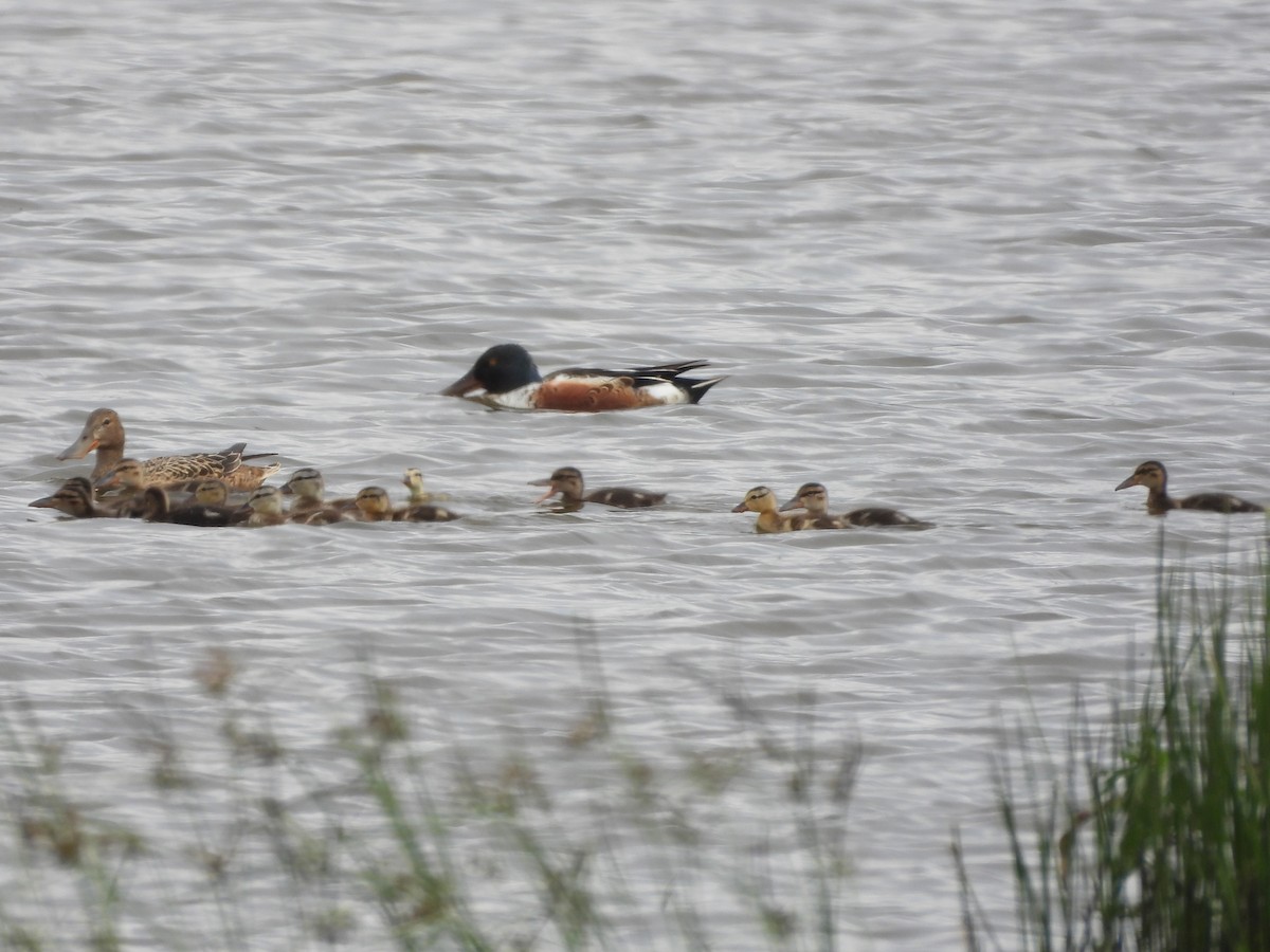 Northern Shoveler - ML618755231