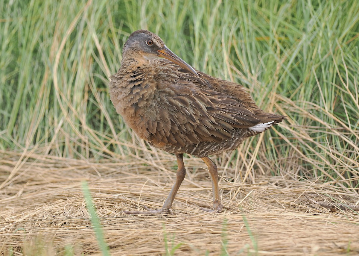 Clapper Rail (Gulf Coast) - ML618755257