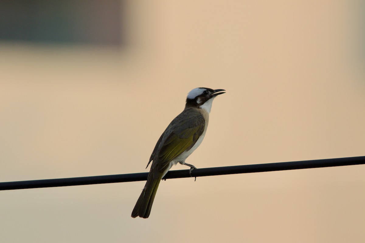 Light-vented Bulbul (formosae/orii) - ML618755277