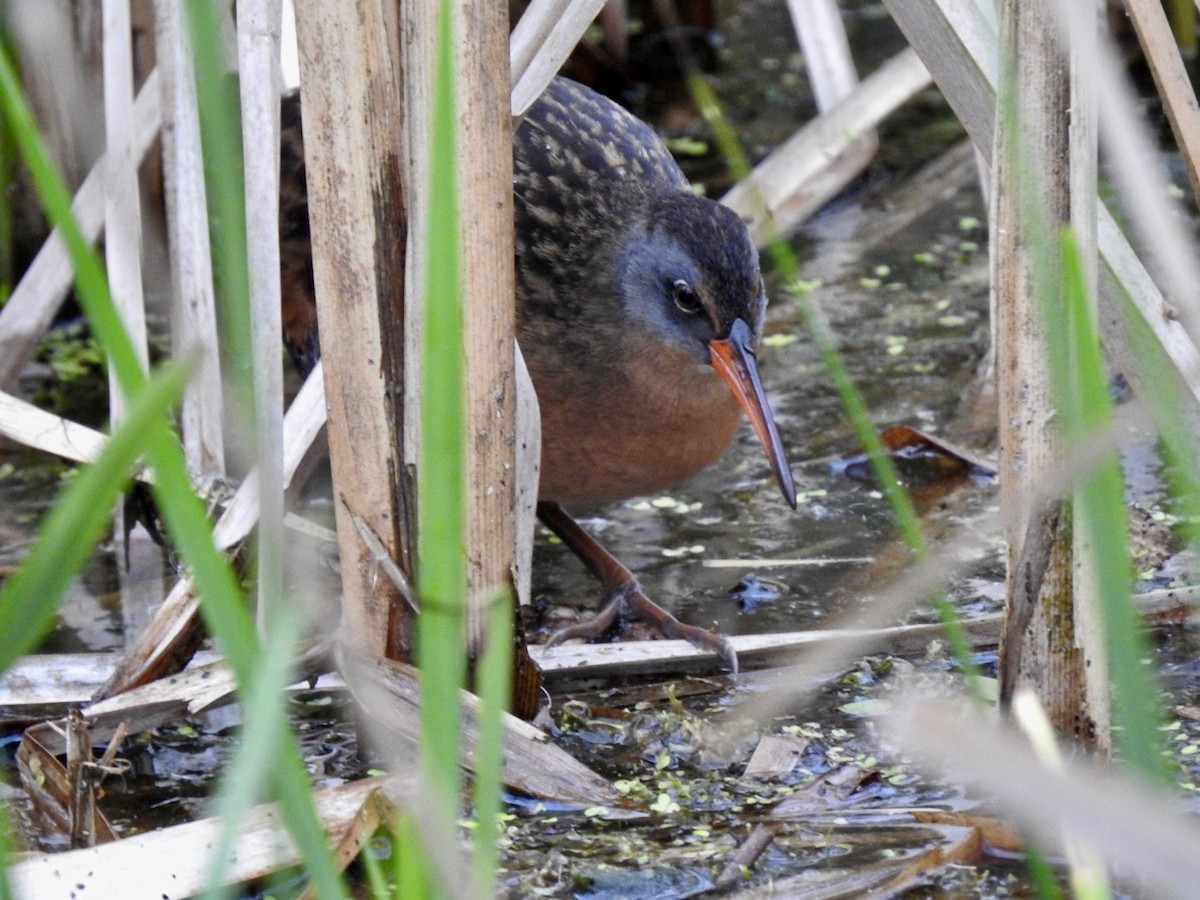 Virginia Rail - ML618755317