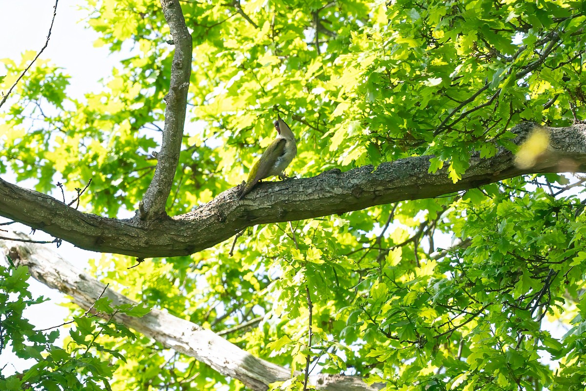 Eurasian Green Woodpecker - ML618755320