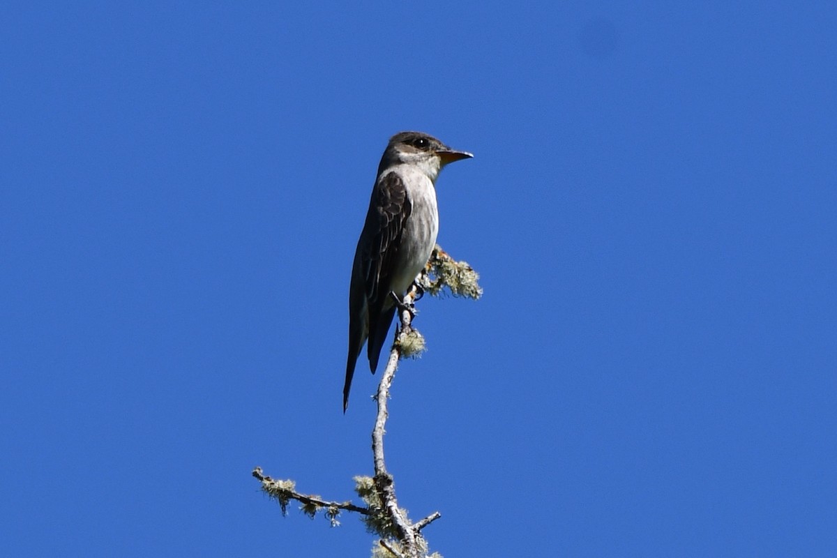 Olive-sided Flycatcher - ML618755339