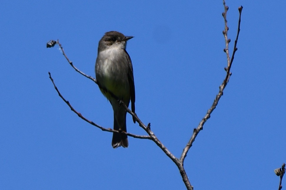 Western Wood-Pewee - ML618755345