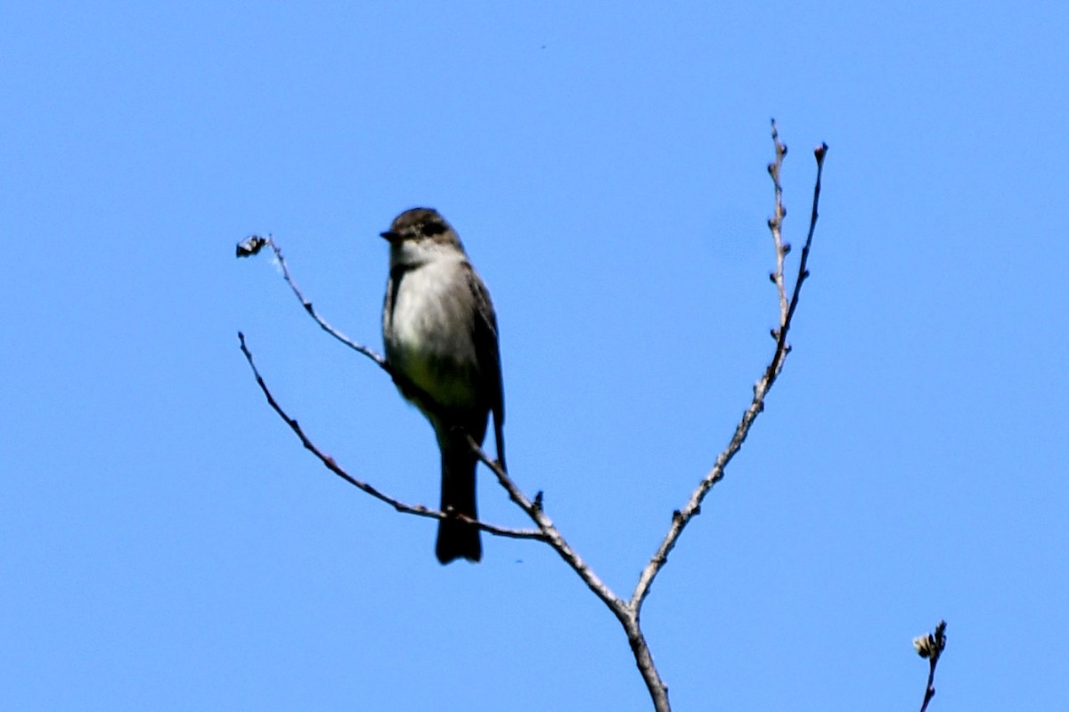 Western Wood-Pewee - ML618755346