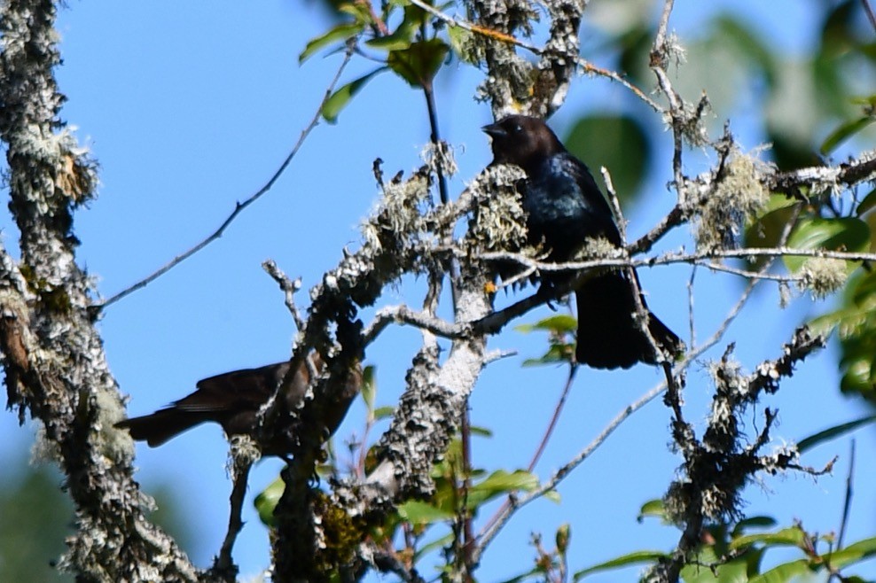 Brown-headed Cowbird - ML618755351