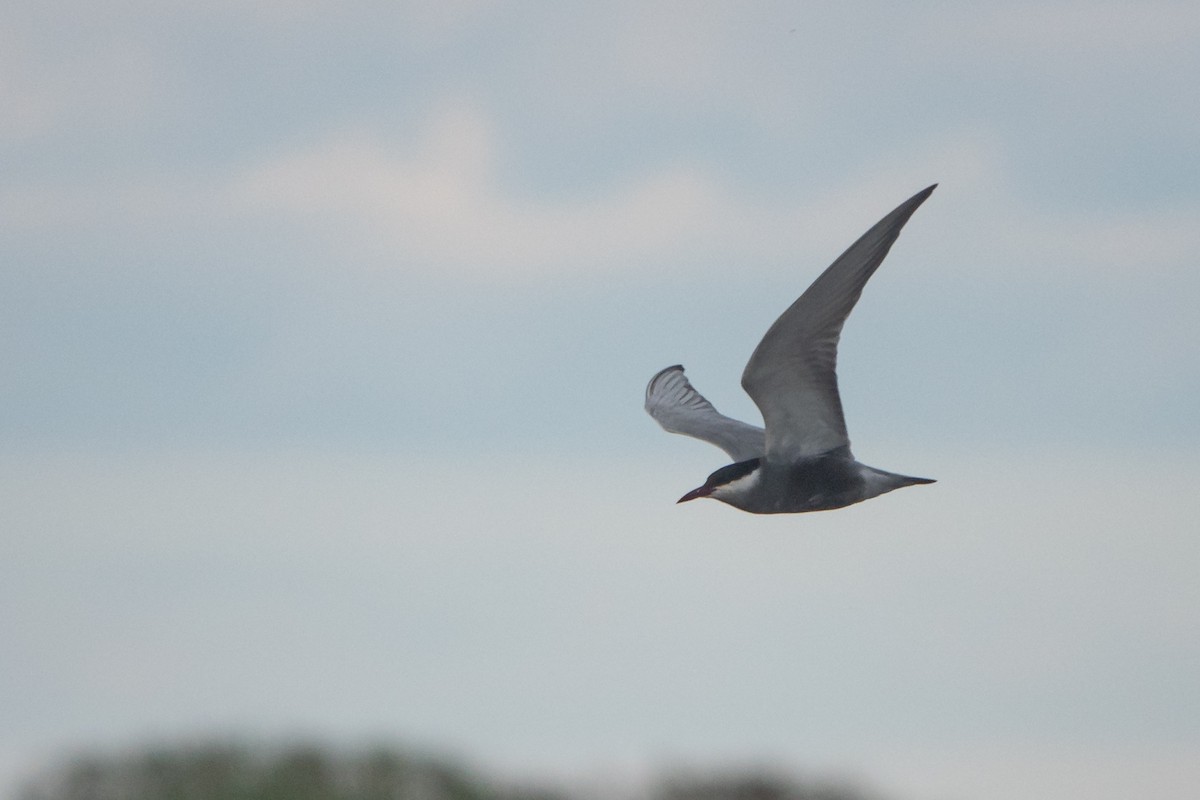 Whiskered Tern - ML618755394