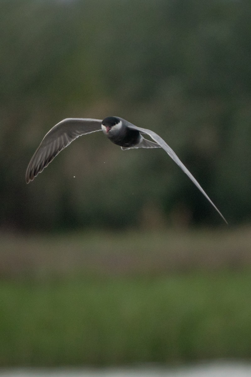 Whiskered Tern - ML618755397