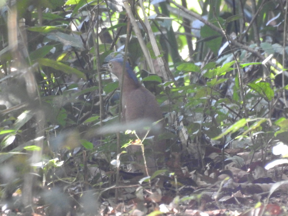 Malayan Night Heron - ML618755424