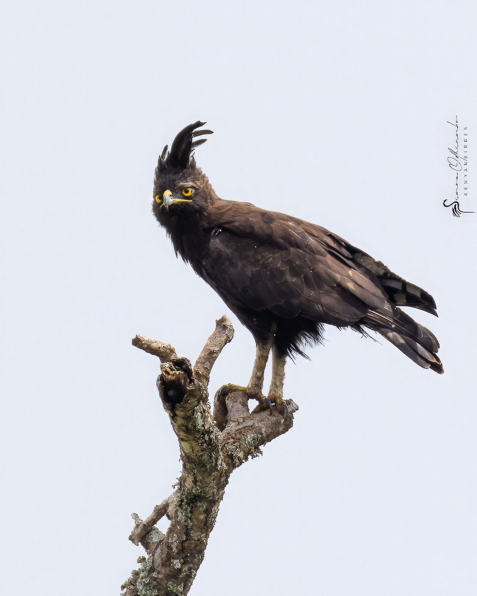 Long-crested Eagle - ML618755434