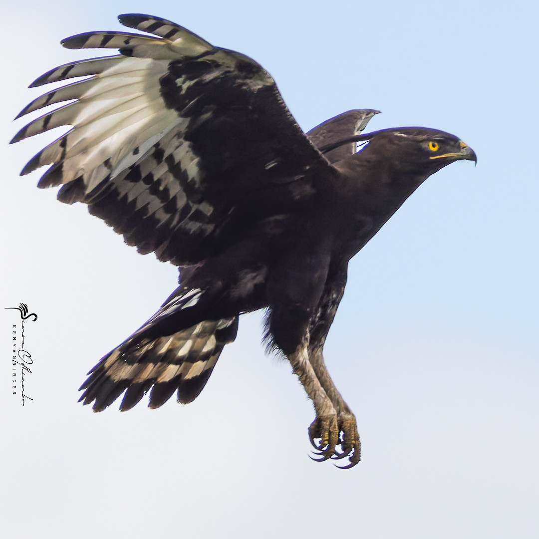 Long-crested Eagle - ML618755435