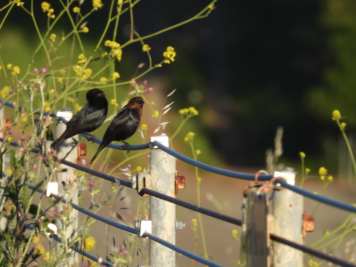 Brown-headed Cowbird - ML618755476