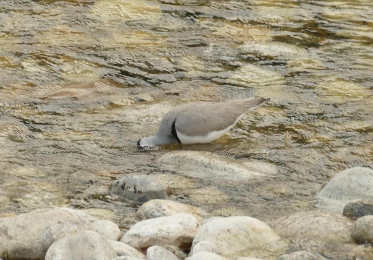 Ibisbill - Jean-Paul Boerekamps