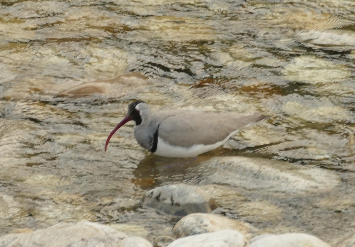 Ibisbill - Jean-Paul Boerekamps