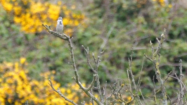 Lesser Whitethroat (Lesser) - ML618755538