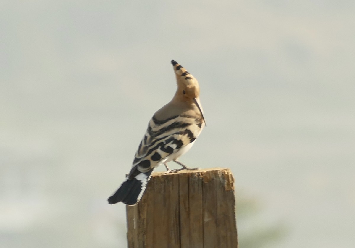 Eurasian Hoopoe - ML618755546