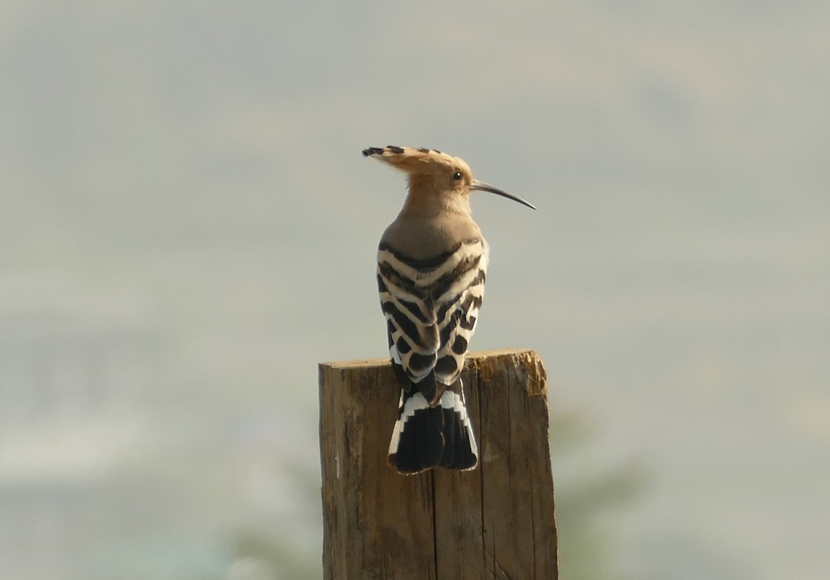 Eurasian Hoopoe - ML618755547