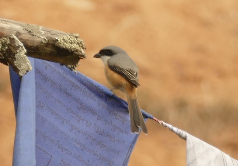 Gray-backed Shrike - Jean-Paul Boerekamps