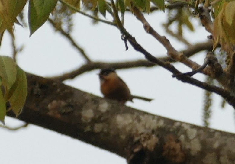Black-browed Tit - ML618755590