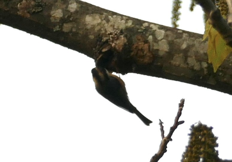 Black-browed Tit - ML618755592