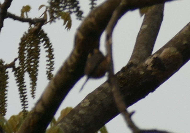 Black-browed Tit - ML618755595