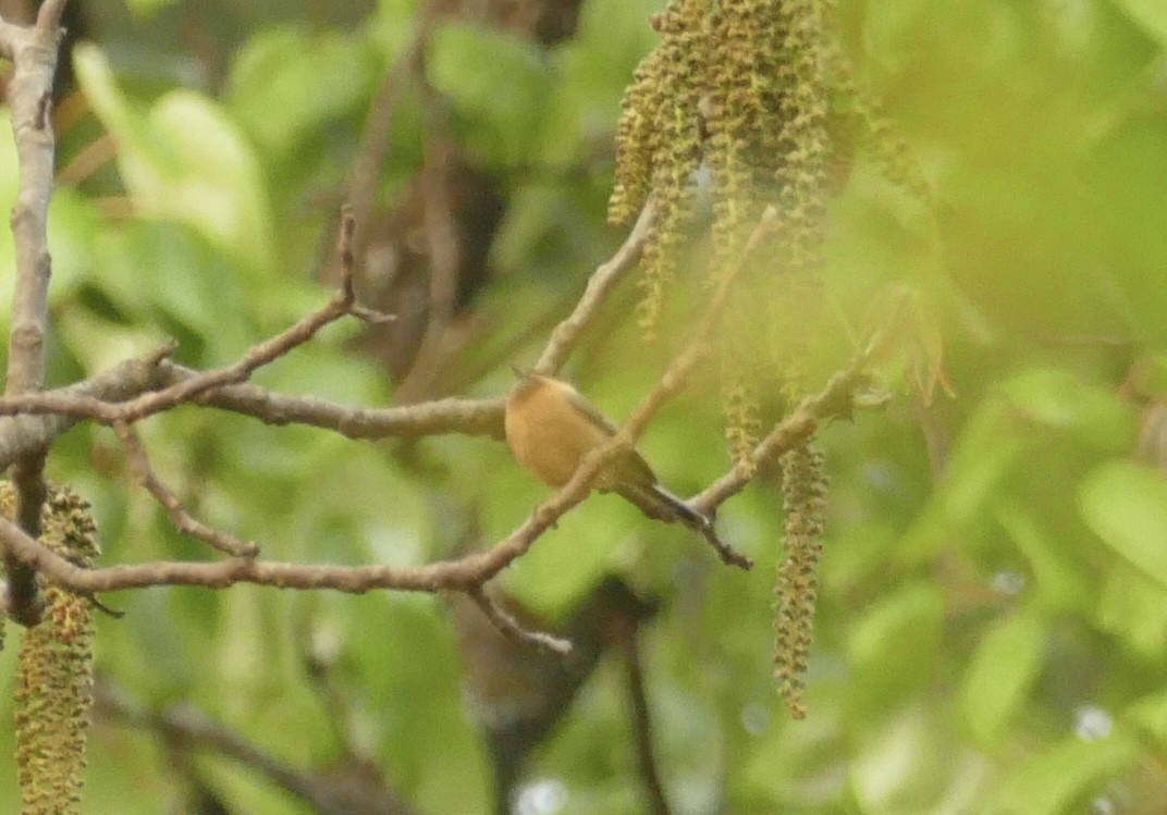 Black-browed Tit - ML618755596