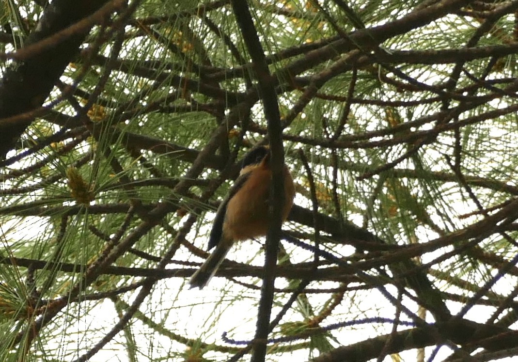 Black-browed Tit - ML618755597