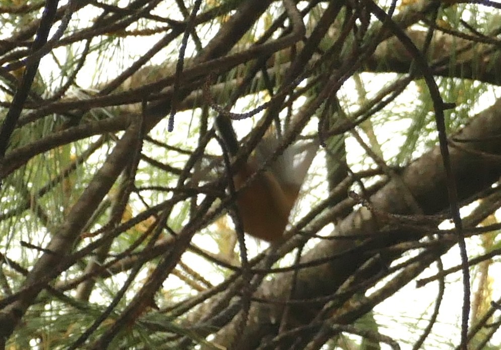 Black-browed Tit - ML618755598