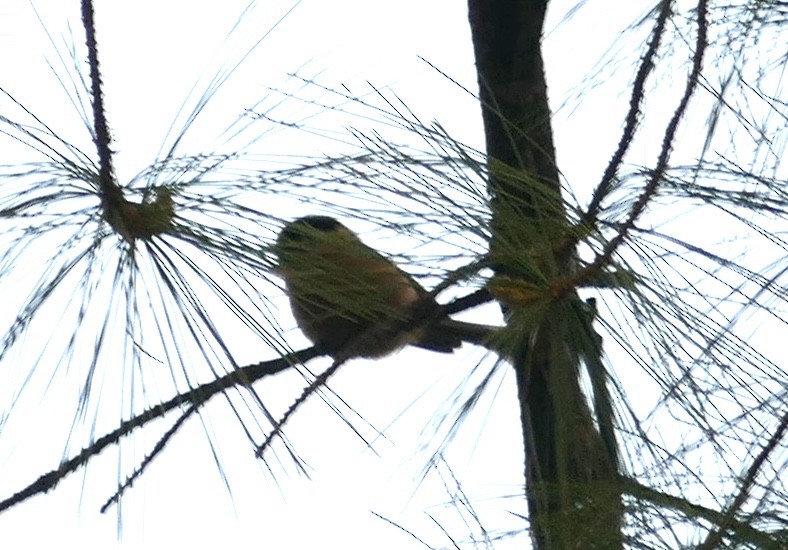 Black-browed Tit - ML618755600