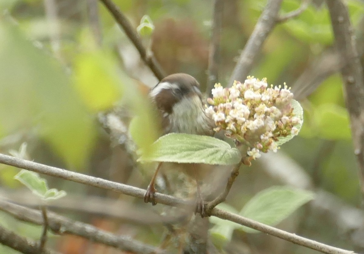 White-browed Fulvetta - ML618755608