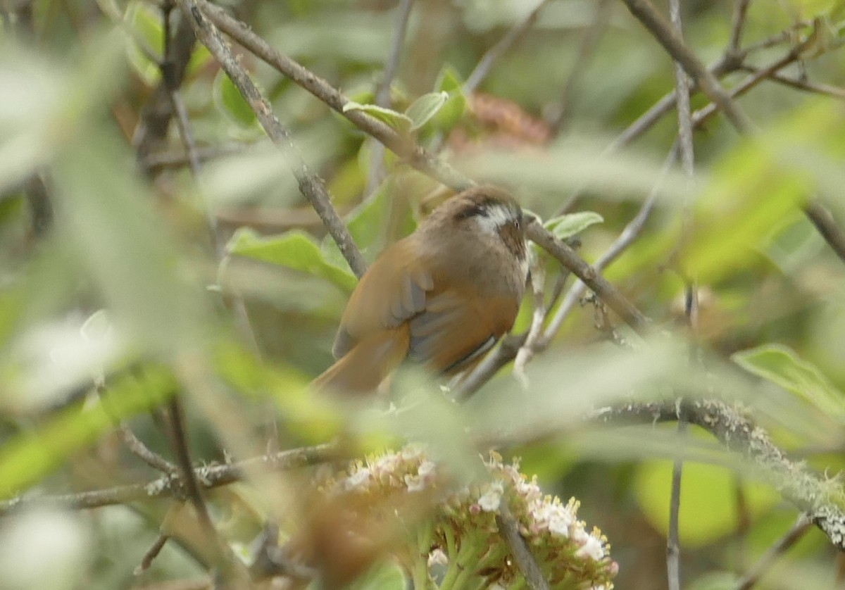 White-browed Fulvetta - ML618755609