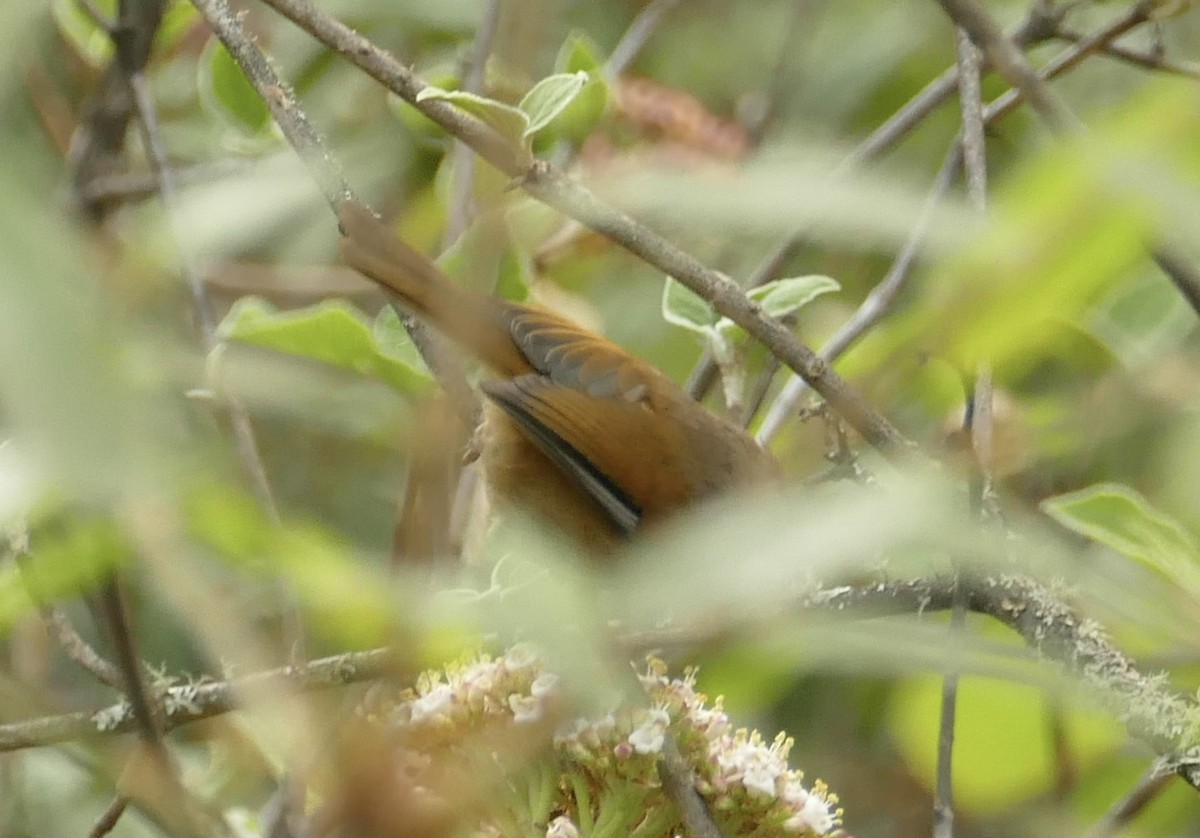 White-browed Fulvetta - ML618755610