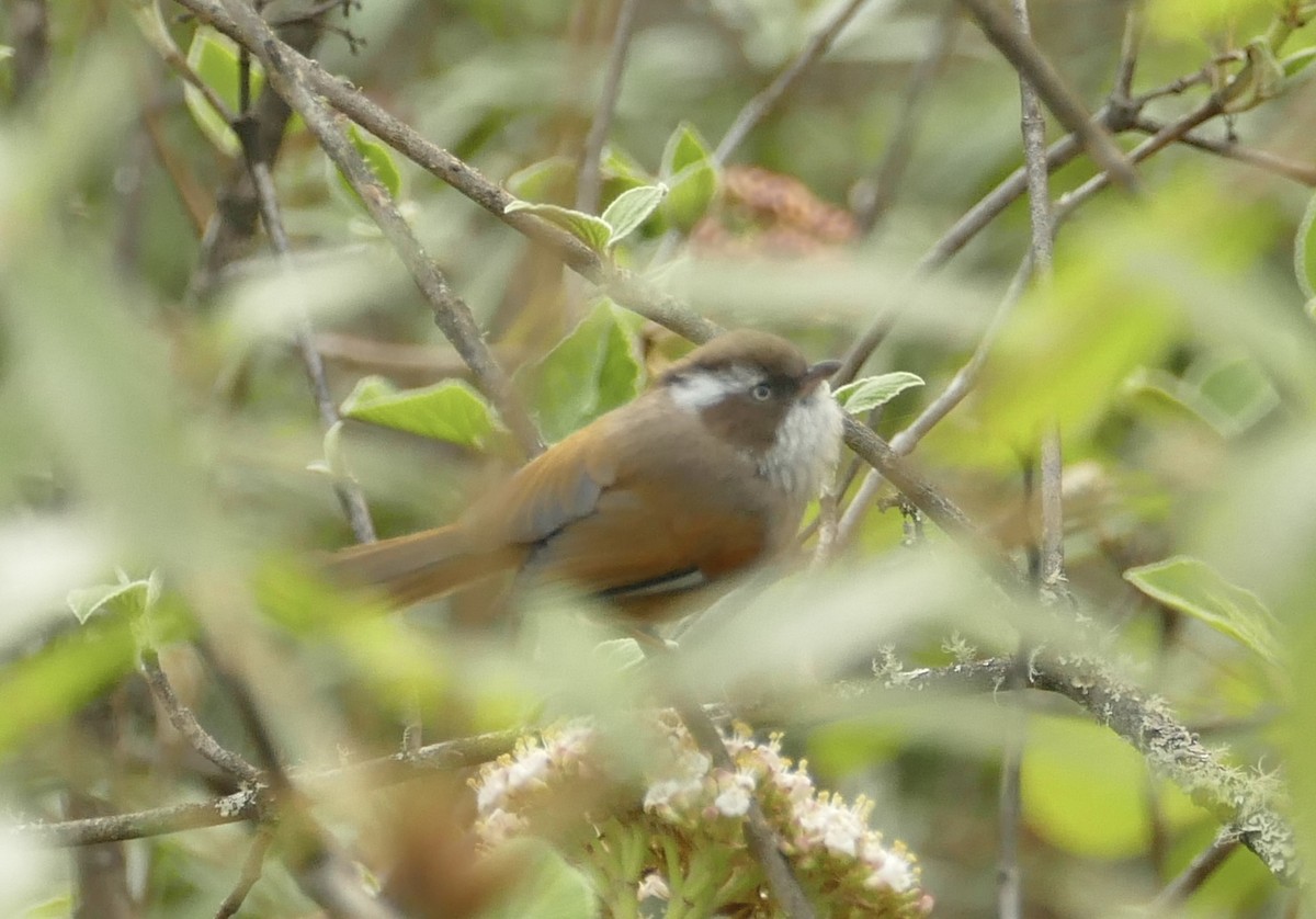 White-browed Fulvetta - ML618755611