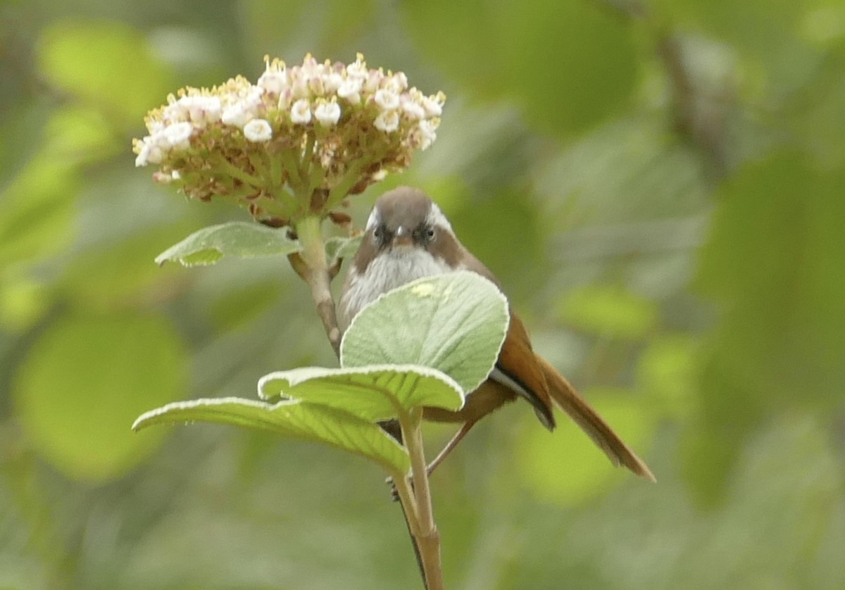 White-browed Fulvetta - ML618755612