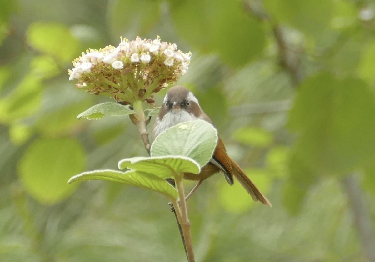 White-browed Fulvetta - ML618755613