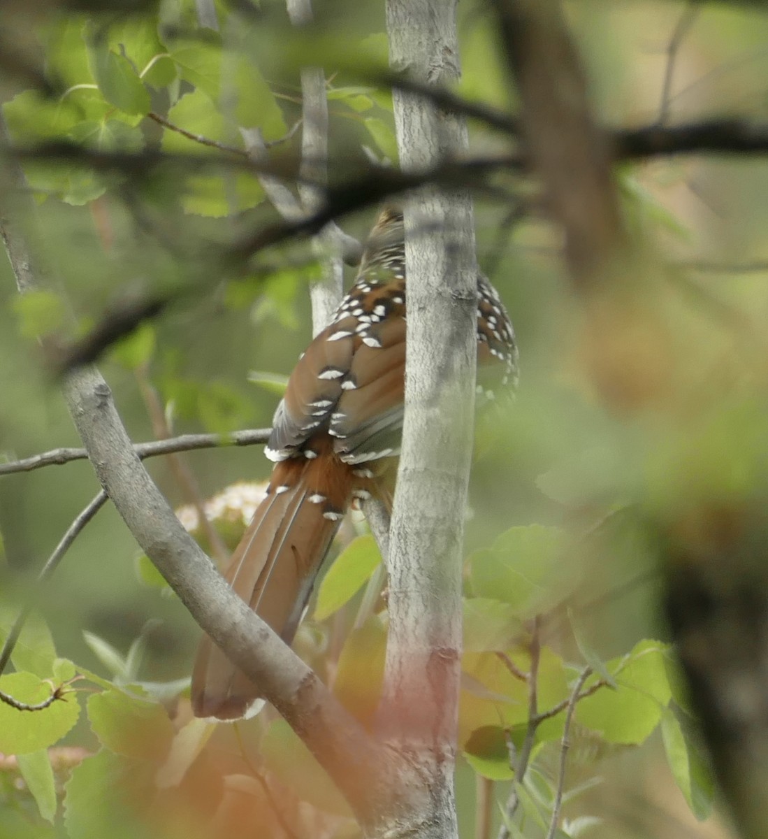 Spotted Laughingthrush - ML618755615