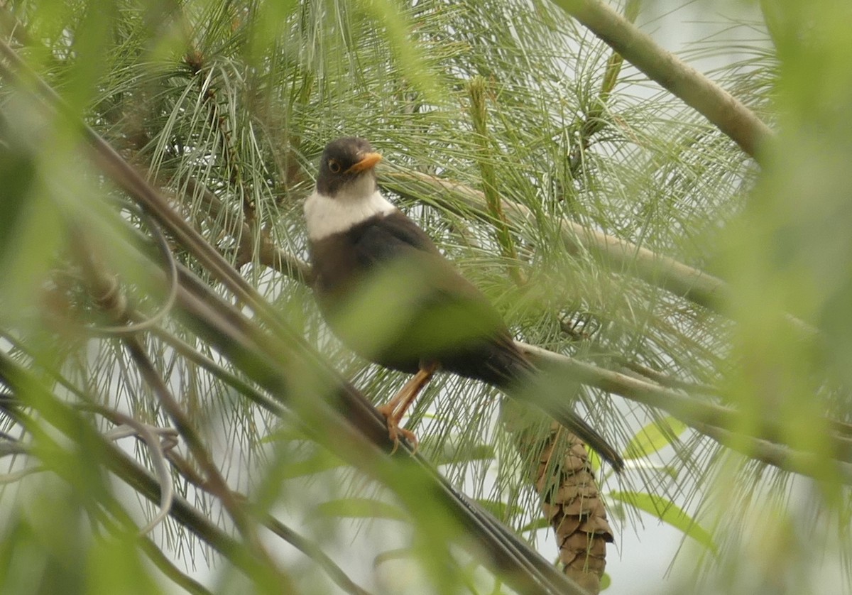 White-collared Blackbird - ML618755616
