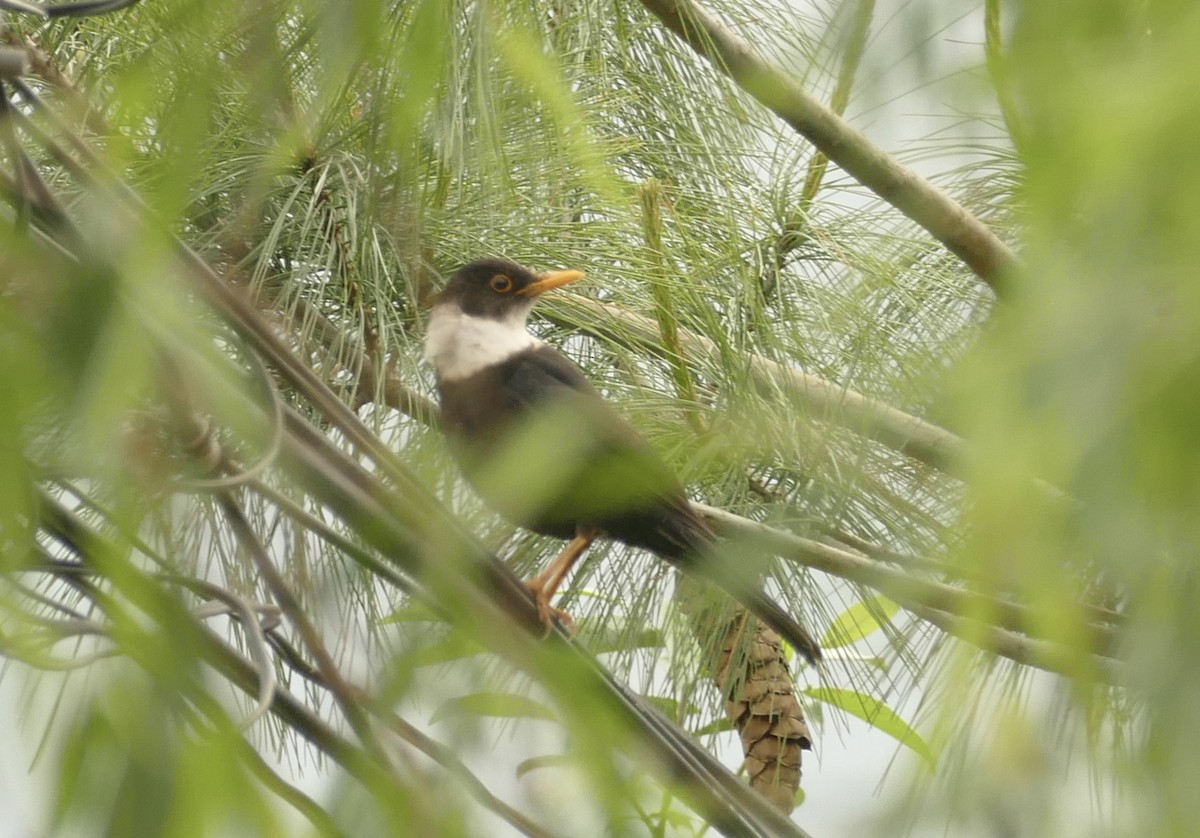 White-collared Blackbird - ML618755617