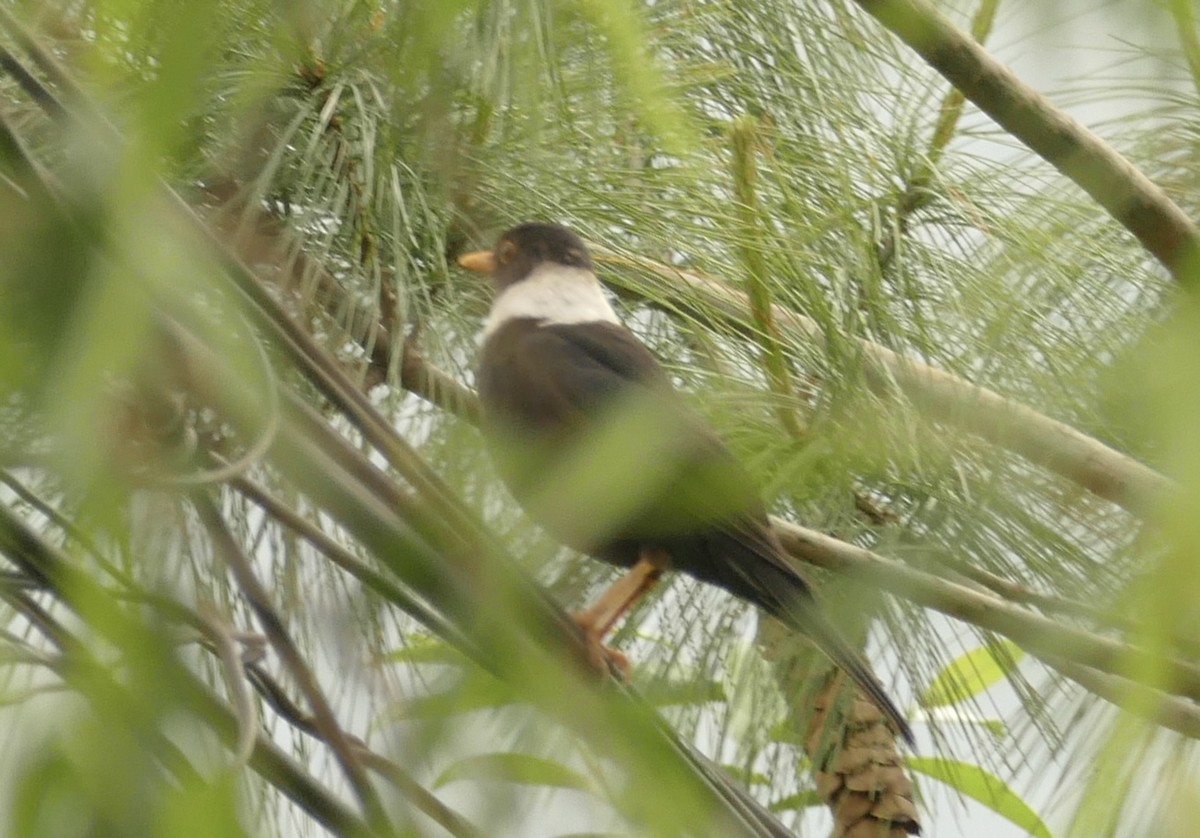 White-collared Blackbird - ML618755618