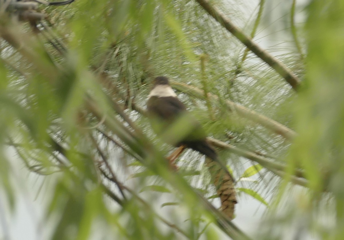 White-collared Blackbird - ML618755619