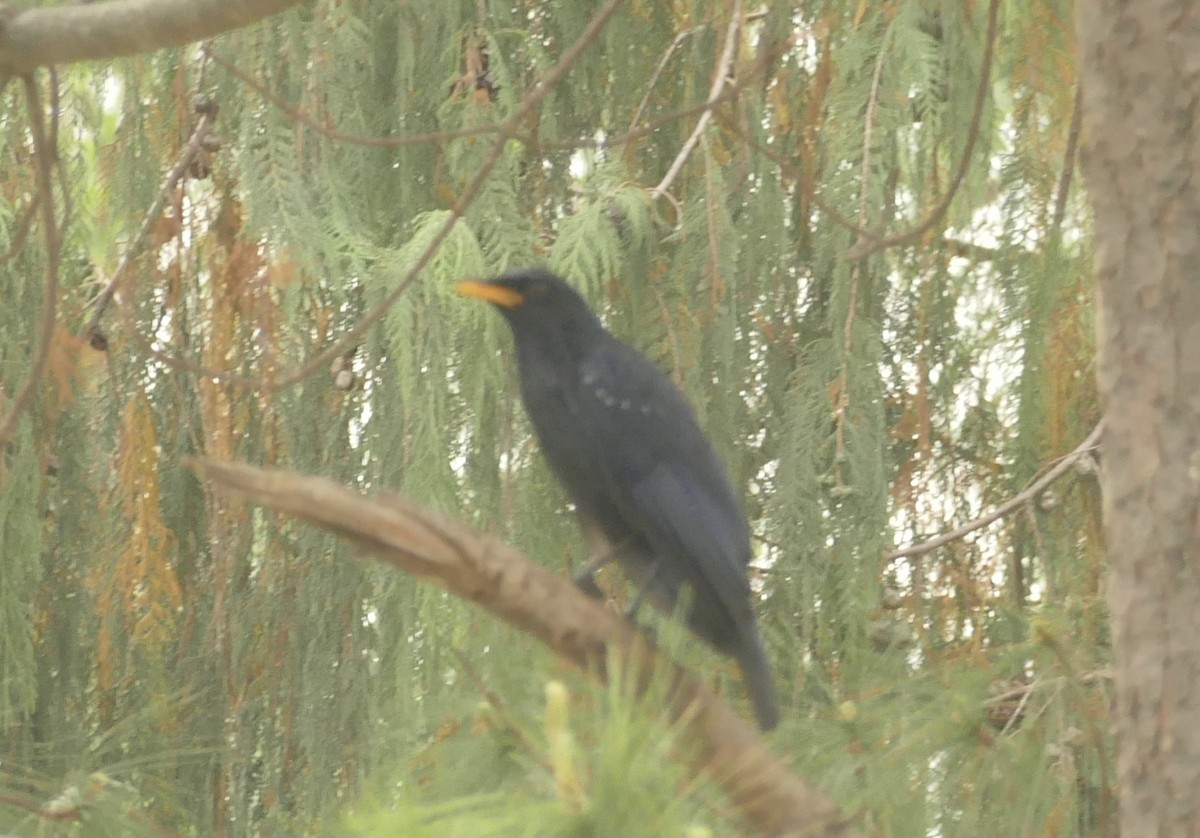 Blue Whistling-Thrush - ML618755623