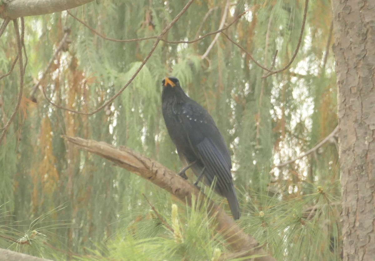 Blue Whistling-Thrush - ML618755624