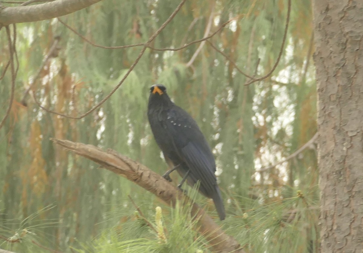 Blue Whistling-Thrush - ML618755625