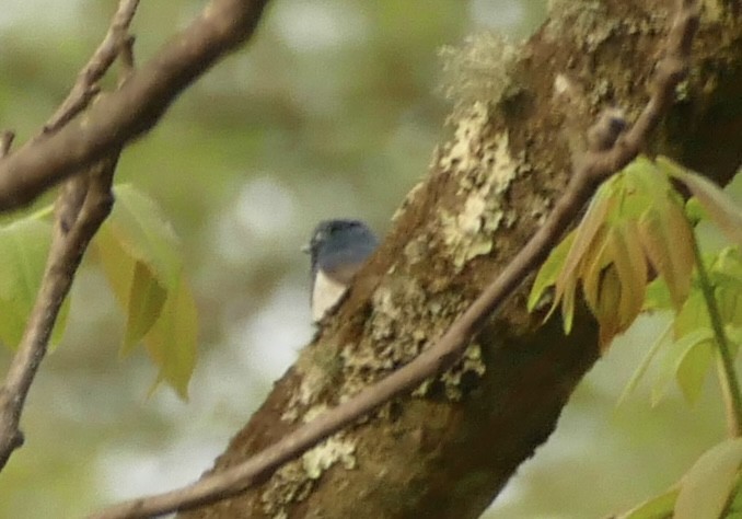 Ultramarine Flycatcher - ML618755626