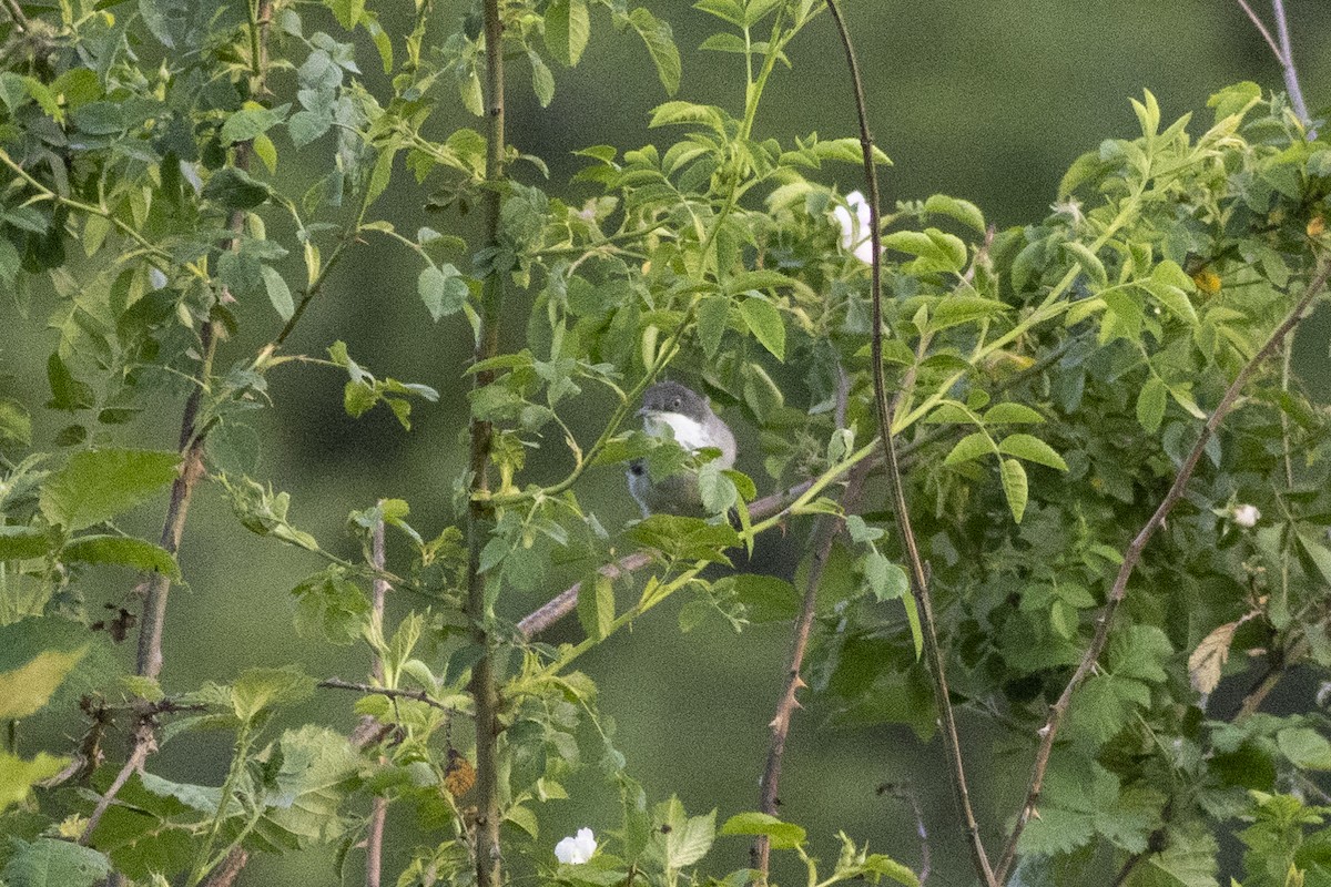 Eastern Orphean Warbler - ML618755631