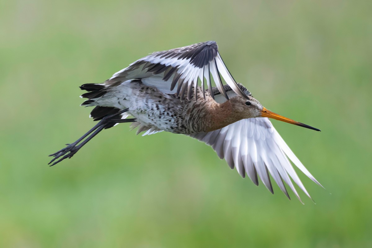 Black-tailed Godwit - Antoon De Vylder