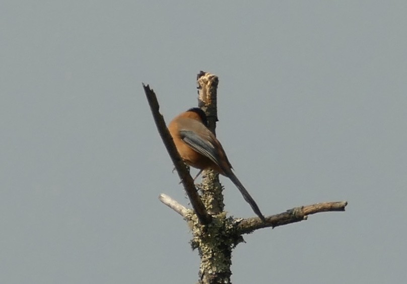Rufous Sibia - ML618755649